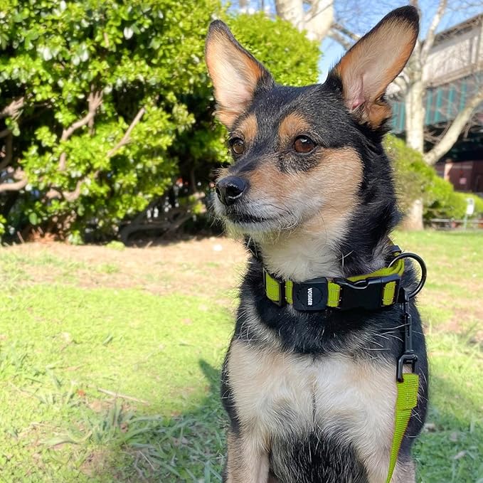 Voyager Reflective Dog Leash Collar Set with Neoprene Handle Supports Small, Medium, and Large Breed Puppies, Cute and Heavy Duty for Walking, Running, and Training - Lime Green, M