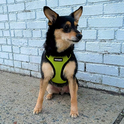 Voyager Step-in Lock Dog Harness w Reflective Dog Leash Combo Set with Neoprene Handle 5ft - Supports Small, Medium and Large Breed Puppies/Cats by Best Pet Supplies - Lime Green/Black Trim, L