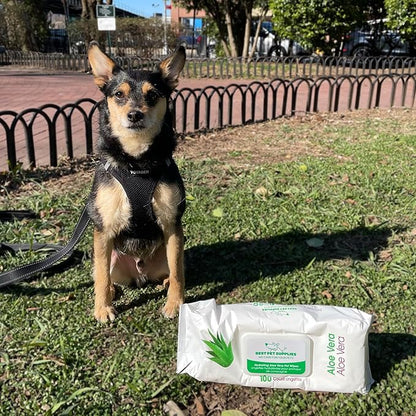 Best Pet Supplies 8" x 9" Pet Grooming Wipes for Dogs & Cats, 100 Pack, Plant-Based Deodorizer for Coats & Dry, Itchy, or Sensitive Skin, Clean Ears, Paws & Butt - Hydrating Aloe Vera (Unscented)