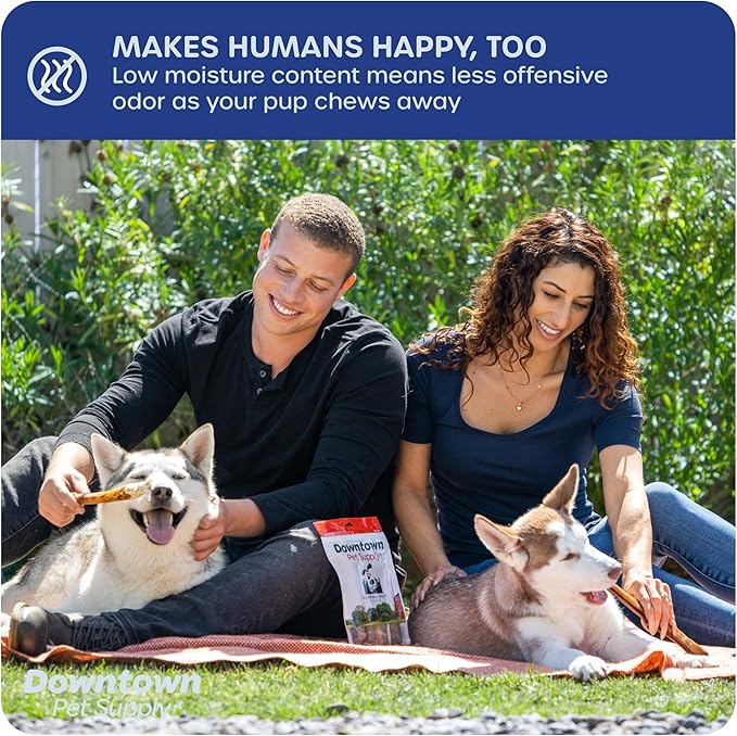 Downtown Pet Supply Bully Sticks for Dogs (6", 10-pack, Jumbo) Non-GMO, Grain Free, Rawhide Free Dog Chews Long Lasting Pizzle Sticks - Low Odor Bully Sticks for Large Dogs