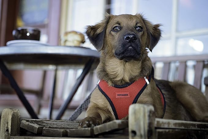 Voyager Step-In Air Dog Harness - All Weather Mesh Step in Vest Harness for Small and Medium Dogs by Best Pet Supplies - Orange, Large
