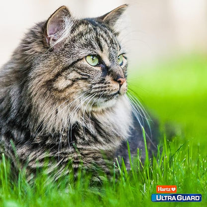 Hartz UltraGuard Pro Topical Flea & Tick Prevention for Cats & Kittens, Over 5 lbs 6 Monthly Treatments
