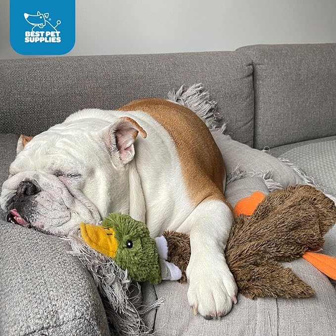 Best Pet Supplies Stuffing Free Squeaky Dog Toys for Small Dogs, Medium Dogs, and Large Dogs, Durable, Best Dog Chew Toy for Teething Puppy, Indoor Play, Holds Plastic Bottle - Wild Duck, Pig, Large