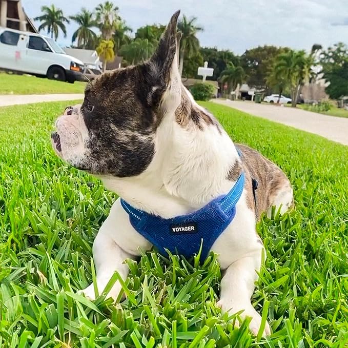 Best Pet Supplies Voyager Adjustable Dog Harness with Reflective Stripes, Heavy-Duty Full Body No Pull Vest with Leash D-Ring, Breathable All-Weather - Harness (Royal Blue), S (Chest: 15 - 18")
