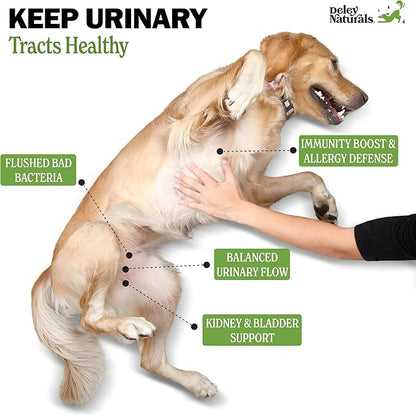 Deley Naturals Dog UTI Prevention - 120 Grain Free Soft Chews - Incontinence, Bladder, Kidney & Immune System Support - Cranberry Pills - D-Mannose & Echinacea - Made in USA - Natural Chicken Flavor