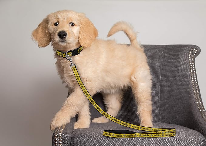 Pets First NHL Boston Bruins Leash for Dogs & Cats, Walk Cute & Stylish! The Ultimate Hockey Fan Leash!, Large (6 ft Long x 1 in Width) (BRU-3031-LG)