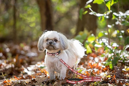 Pets First Collegiate Pet Accessories, Dog Leash, Georgia Bulldogs, Medium