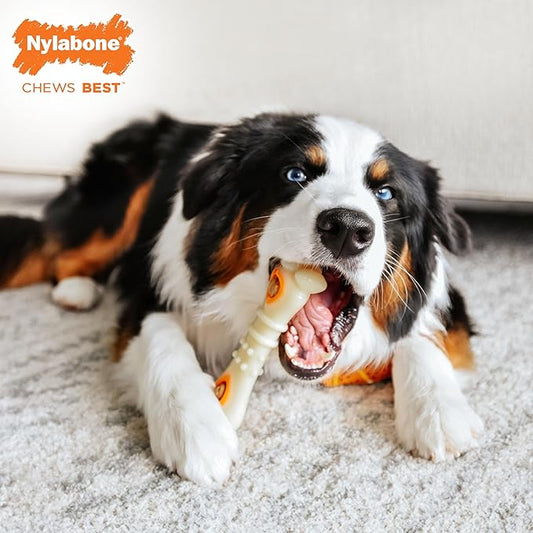 Nylabone Power Chew Knuckle Bone & Pop-In Dog Treat Toy Combo with Chicken Flavor Treat Refills, Chew Toy for Aggressive Chewers, Durable Treat Pouch, Medium/Wolf - Up to 35 lbs. (1 Count)