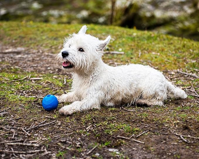Chuckit! Crunch Ball Dog Toy, Medium (Pack of 2)