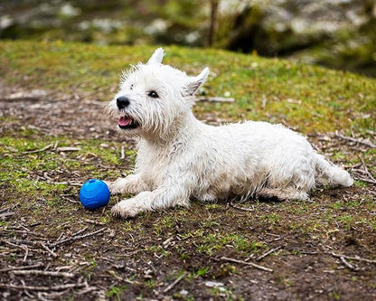 Chuckit! Crunch Ball Dog Toy, Medium (Pack of 2)