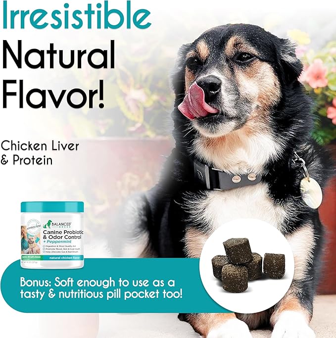 Balanced Breed Dog Probiotics Digestive Health Odor Control Made In USA Non-GMO Vet-Pharmacist Approved Dog Probiotic Chews Anti-diarrhea Dog Gut Health Pet Probiotics Dogs Itchy Skin Yeast Supplement