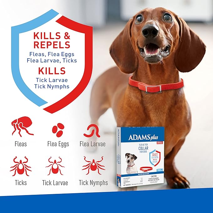 Adams Plus Flea & Tick Collar for Dogs, 7-Month Protection, Adjustable Collar Fits Small Dogs & Puppies, Kills & Repels Fleas, Flea Eggs, Flea Larvae, and Ticks, Kills Tick Larvae and Tick Nymphs