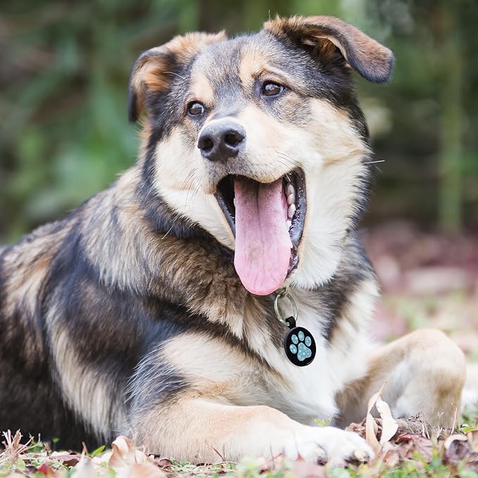 MYLUCKYTAG QR Code Pet ID Tags Dog Tags - Pet Online Profile - Scan QR Receive Instant Pet Location Alert Email