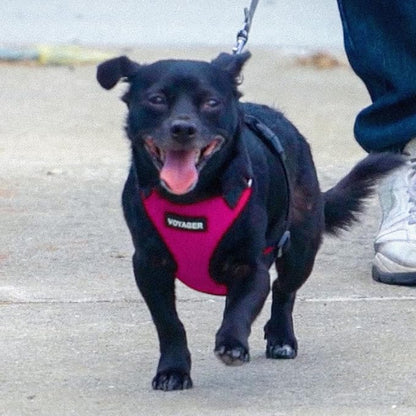 Voyager Step-in Lock Dog Harness w Reflective Dog Leash Combo Set with Neoprene Handle 5ft - Supports Small, Medium and Large Breed Puppies/Cats by Best Pet Supplies - Fuchsia/Black Trim, L