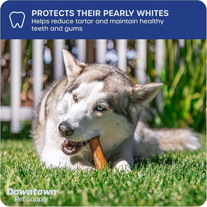 Downtown Pet Supply Bully Sticks for Dogs (6", 5-pack, Jumbo) Non-GMO, Grain Free, Rawhide Free Dog Chews Long Lasting Pizzle Sticks - Low Odor Bully Sticks for Large Dogs