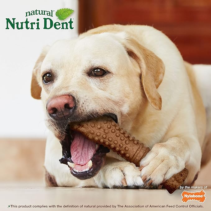 Nylabone Nutri Dent Dog Dental Chews - Natural Dog Teeth Cleaning & Breath Freshener - Dental Treats for Dogs - Filet Mignon Flavor, X-Large (1 Count)