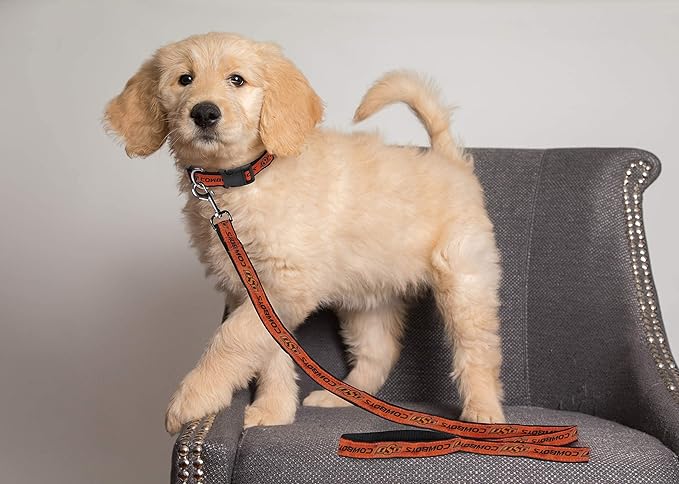 Pets First Collegiate Pet Accessories, Dog Leash, Oklahoma State Cowboys, Medium