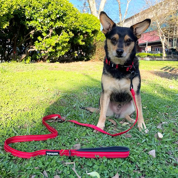 Voyager Reflective Dog Leash with Neoprene Handle, 5ft Long, Supports Small, Medium, and Large Breed Puppies, Cute and Heavy Duty for Walking, Running, and Training - Red (Leash), M