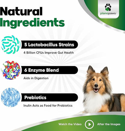 Probiotics for Dogs All Ages - Dog Probiotics for Digestive Health - Digestive Enzymes for Gut Flora, Diarrhea & Bowel Support - Gut Health Support Prebiotics for Dogs - 90 Probiotic Chews for Dogs