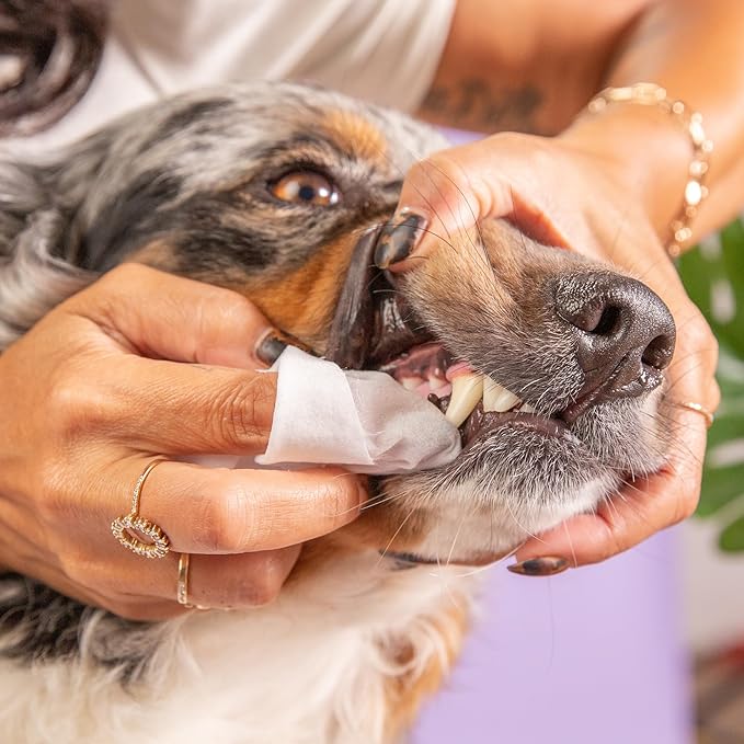 SKOUT'S HONOR: Pet Dental Wipes
