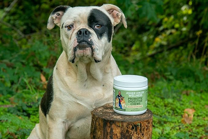 Asher House Wellness | Probiotic Digestive Chew Supplement for Dogs | 2 Billion CFU | Gut Health | Enzymes |