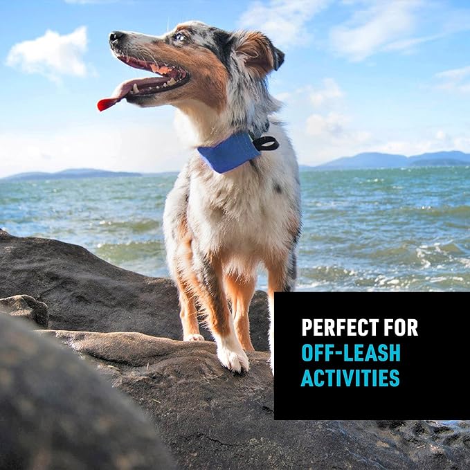Nite Ize Raddog All-in-One Collar and Leash Combo - Heavy-Duty Dog Collar with Built-in Retractable Leash - 20" to 25" Collar - Blue, X-Large