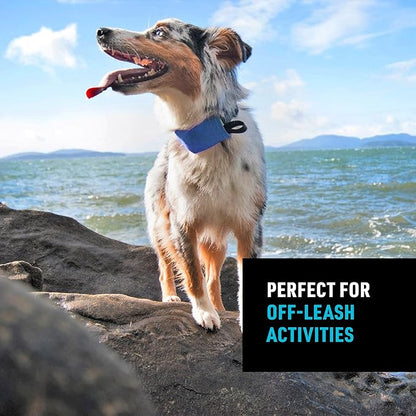 Nite Ize Raddog All-in-One Collar and Leash Combo - Heavy-Duty Dog Collar with Built-in Retractable Leash - 20" to 25" Collar - Blue, X-Large