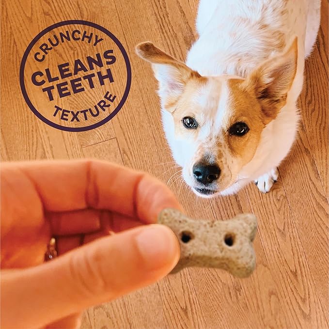Wellness Old Mother Hubbard Pick of the Patch Grain Free Natural Dog Treats, Crunchy Oven-Baked Biscuits, Ideal for Training, Mini Size, 16 ounce bag