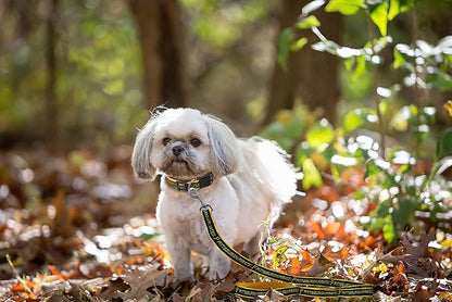 MLB PET Leash, Small, Pittsburgh Pirates Dog Leash, Baseball Team Leash for Dogs & Cats. A Shiny & Colorful Dog & Cat Leash with Emboridered Team Name/Logo Licensed by the MLB