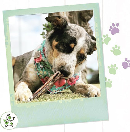 Nature Gnaws Bully Sticks for Dogs - Premium Natural Beef Dental Bones - Long Lasting Dog Chew Treats for Aggressive Chewers - Rawhide Free - 5-6 Inch