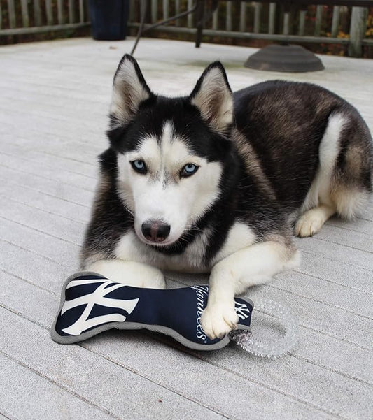 MLB New York Yankees Bone Shaped Dental Dog TUG Toy with Squeaker. Tough PET Toy for Healthy Fun, Teething, and Cleaning pet's Teeth and Gum.