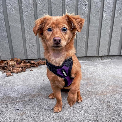 Voyager Step-in Lock Dog Harness w Reflective Dog Leash Combo Set with Neoprene Handle 5ft - Supports Small, Medium and Large Breed Puppies/Cats by Best Pet Supplies - Purple/Black Trim, L