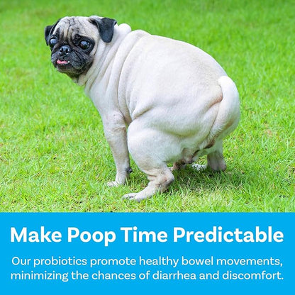 Dog Probiotics, Honey Chicken Flavor, 120 Soft Chews for Digestive & Gut Health, Immune Support Supplement, Gas Relief, Anti-Diarrhea, Helps with Allergies, Upset Stomachs, Yeast and Itchy Skin
