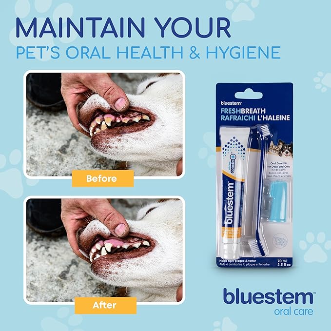 Bluestem Dog & Cat Toothbrush and Toothpaste Kit - Dog and Cat Toothpaste with Coactiv+ Technology to Reduce Tartar Buildup - Sticky and Long-Lasting Cat and Dog Toothpaste - Chicken Flavor