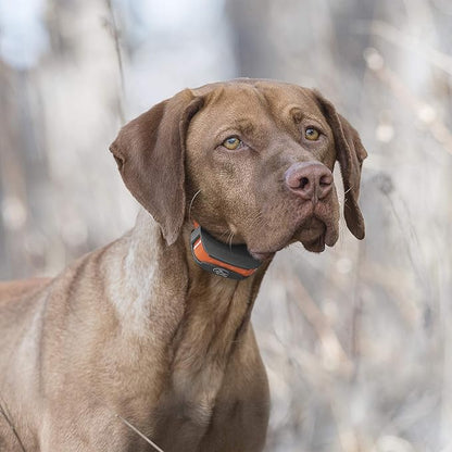 SportDOG Brand SportTrainer Dog Training Collars - 500 Yard Range - Bright, Easy to Read OLED Screen - Waterproof, Rechargeable Remote Trainer with Tone, Vibration, and Static - 2 Dog Expandable
