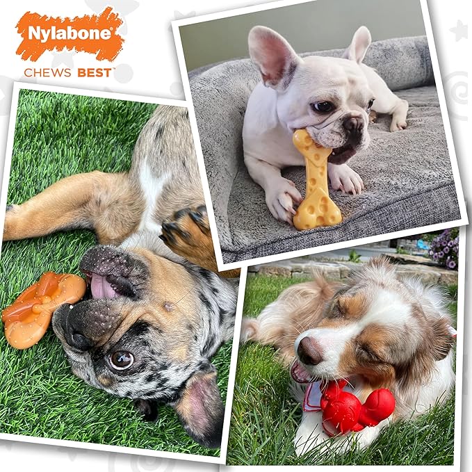 Nylabone Power Chew Dog Chew Toy Pack Bundle - Fun & Cute Dog Toys for Aggressive Chewers, Tough Dog Toys, Lobster, Cheese, and Pretzel Shapes, Small/Regular (3 Count)