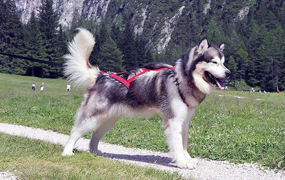 Neewa Sled Pro Harness (Medium, Blue), Dog Pulling Harness, Husky Harness, Mushing Harness, X Back Harness Dog for Dog Exercise, Bikejoring, Skijoring, Dog Sledding, Canicross, Dog Harness