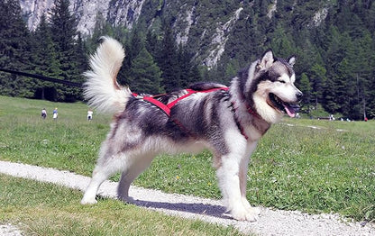 Neewa Sled Pro Harness (Small, Red), Dog Pulling Harness, Husky Harness, Mushing Harness, X Back Harness Dog for Dog Exercise, Bikejoring, Skijoring, Dog Sledding, Canicross, Dog Harness