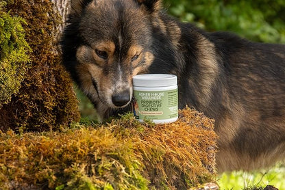 Asher House Wellness | Probiotic Digestive Chew Supplement for Dogs | 2 Billion CFU | Gut Health | Enzymes |