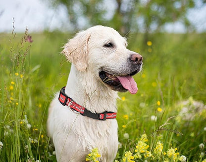 MLB DOG COLLAR. - 29 Baseball Teams available in 4 Sizes. Heavy-Duty, Strong & Durable Pet Collar. - MLB Licensed PET COLLAR.