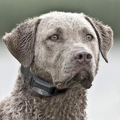 SportDOG Brand FieldTrainer 425XS Add-A-Dog Collar for Stubborn Dogs - Additional, Replacement, or Extra Collar for Your Remote Trainer - Waterproof and Rechargeable with Tone, Vibration, and Shock