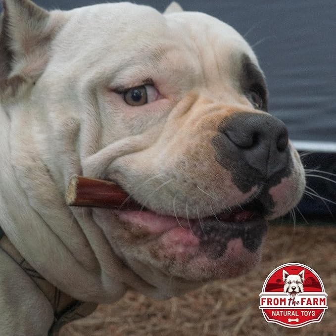 from The Farm Bully Stick 8 inch - Dog Bully Sticks - Odor Free Bully Sticks - Nature Gnaws Natural Dog Chews - Odor Free Bully Sticks for Dogs - Bully Sticks for Medium Dogs
