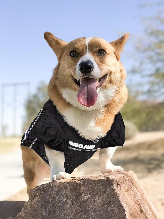 NFL Raiders Dog Jersey, Size: XX-Large. Best Football Jersey Costume for Dogs & Cats. Licensed Jersey Shirt