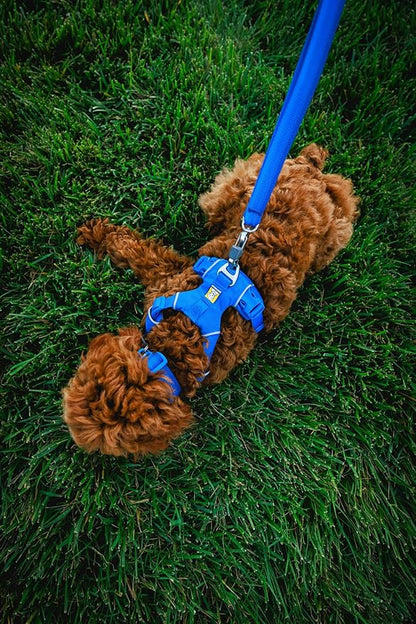 Ruffwear, Front Range Dog Collar, Durable and Comfortable Collar for Everyday Use, Spring Fade, 11"-14"