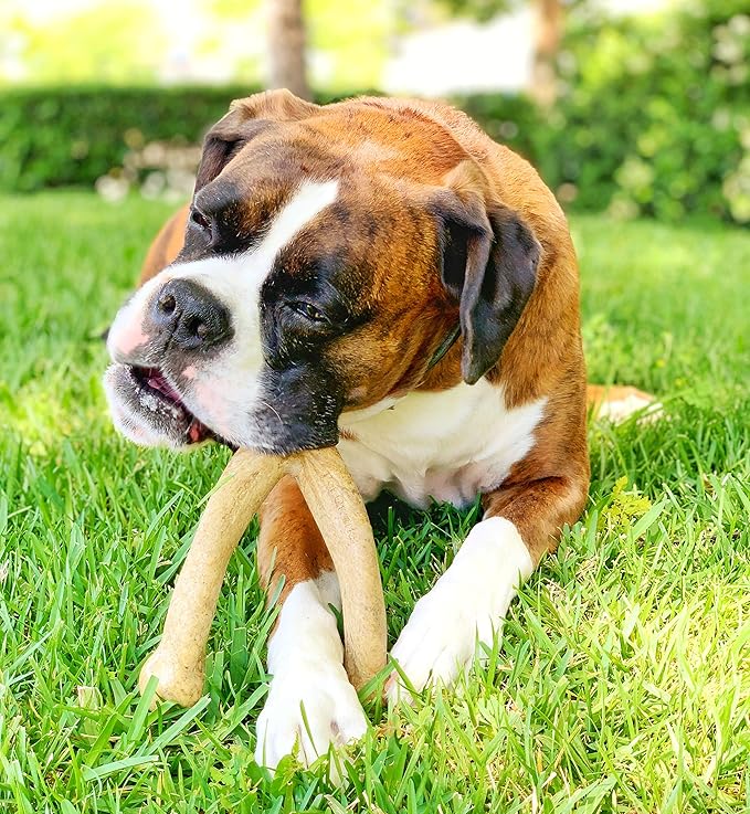 Pet Qwerks Wishbone BarkBone - Nylon Chew Toy for Aggressive Chewers - Peanut Butter Flavor - 5.38"