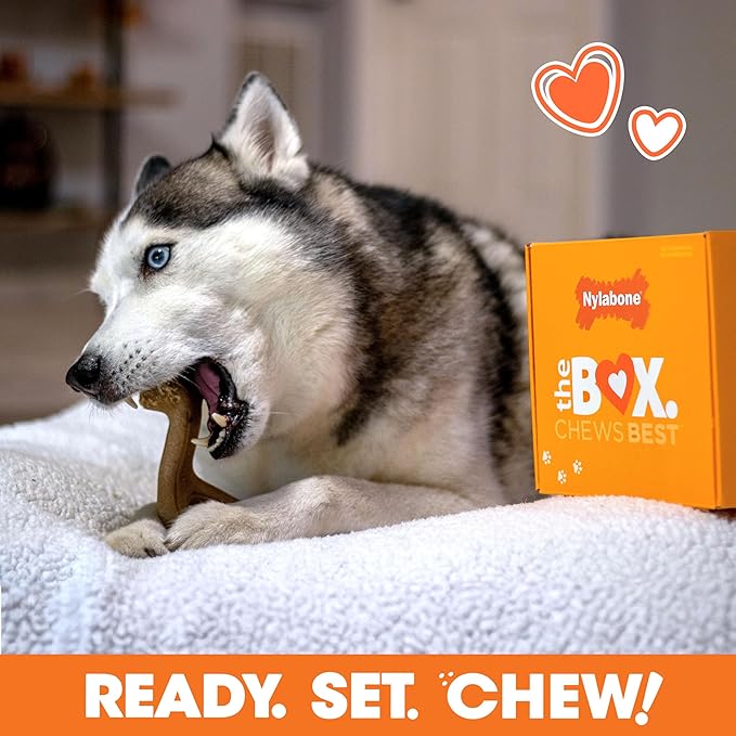 Nylabone Dog Toy Gift Box, includes 3 Strong Chew Toys and 1 Dog Treat, Chew Toys for Large Dogs, Large/Giant (4 Count)