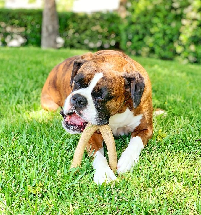 Pet Qwerks Wishbone BarkBone - Nylon Chew Toy for Aggressive Chewers - Bacon Flavor - 5.38"