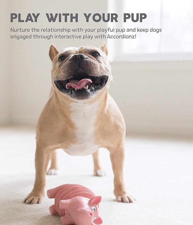 Outward Hound Accordionz Latex Rubber Squeaking Toy - Squeaky and Grunting Dog Toy, Alligator