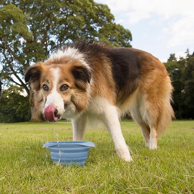 Kurgo Collaps-A-Bowl for Dogs, Collapsible Travel Dog Bowl, Pet Food & Hiking Water Bowl, Food Grade Bowl for Dogs, Travel Accessories for Pets, includes Carabiner (24 oz, Blue)