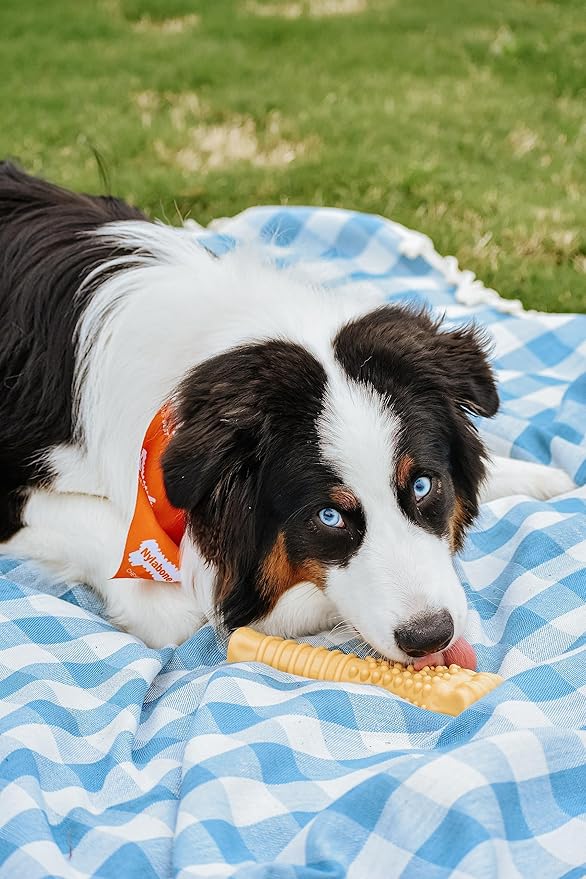 Nylabone Power Chew Textured Femur Bone Chew Toy for Dog, Indestructible Dog Toys for Aggressive Chewers Large Breed, Peanut Butter Flavor, X-Large/Souper (1 Count)